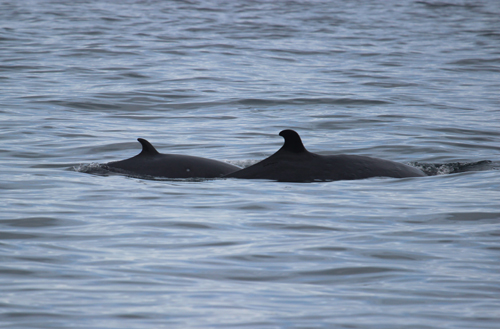 Baby Minke Capt Brooke McKinley Island Adventures 01 sm
