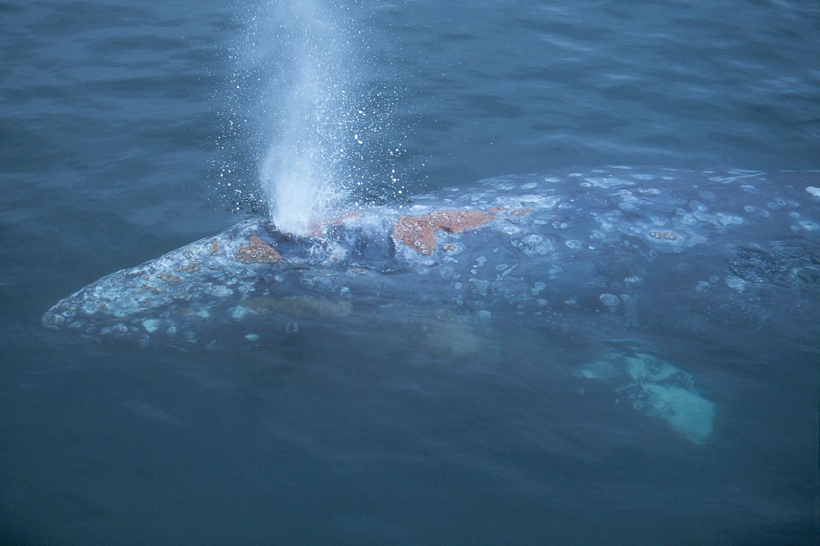 Barts graywhale