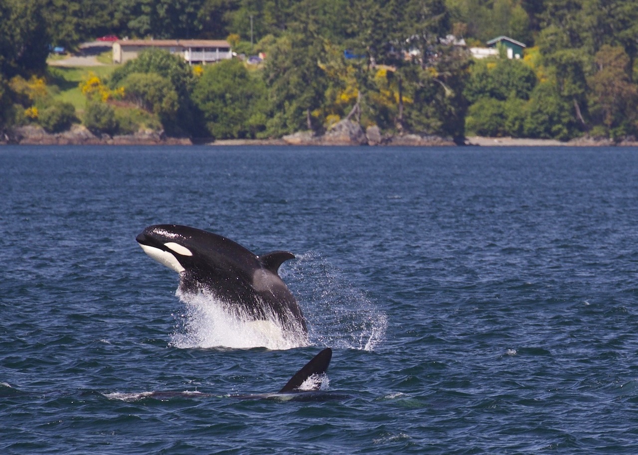 CA Transients off Race Rocks on Sept 15 photo Andrew Lees Five Star Whale Watching 6143