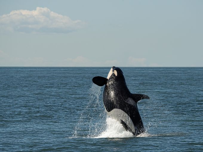 J32 Traci Walter 635534034558846582-OrcaTLW-7713-Edit-4