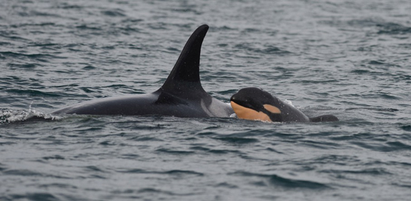 J53 Capt Simon Pidcock Ocean EcoVentures 1 BMP0512sm