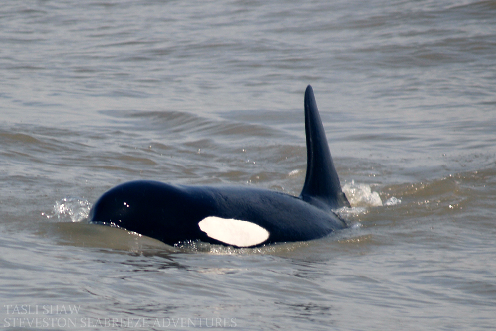 J8 Steveston may7th2