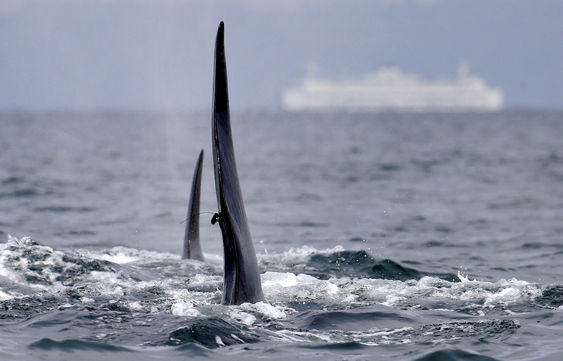 L87 TAG inline 550993031807