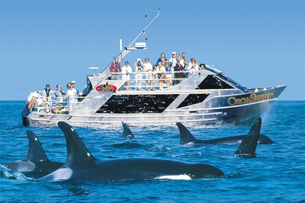 Orca Spirit orca-spirit-1-001