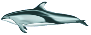 PacWhiteSidedDolphin1