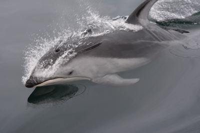 Pacific white-sided dolphin surfaces near Victora Photo by Capt Dale Mitchell of Eagle Wing Tours Victoria sm