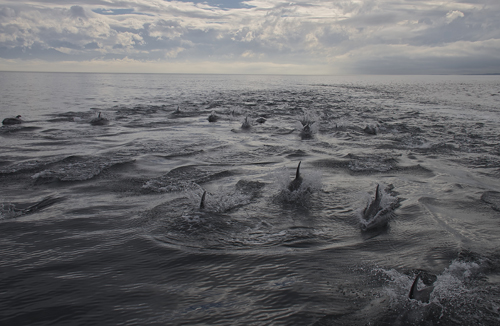 Pacific white-sided dolphins surface near Victoria BC Photo by Capt James Mead Maya Mayas Westside Whale Charters sm