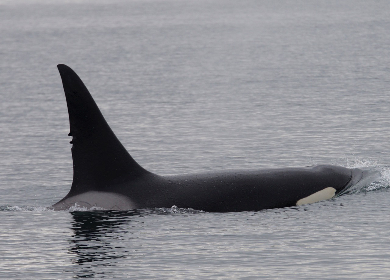 T77A Free and Clear 112315 Capt James Mead Maya Mayas Legacy Whale Watching 2