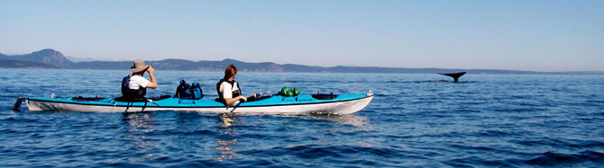 Anacortes Kayak Tours kayak-and-whale-3