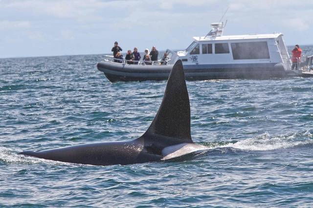 BC Whale Tours3