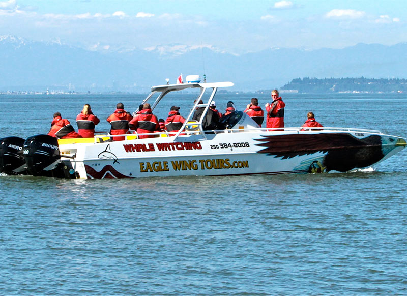 Eaglewing-a-drift-watching-orca-near-Vancouver-BC