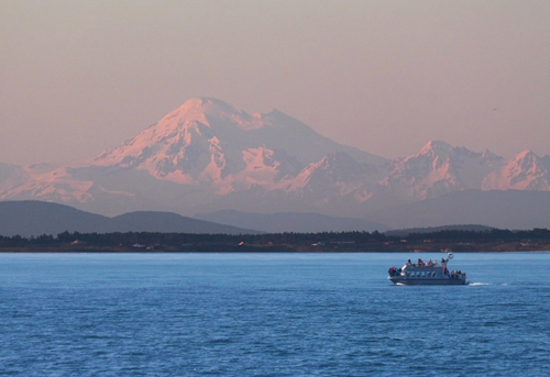 Five Star supercatBaker