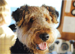 Island Mariner rusty