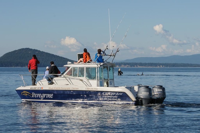 Maya  D3A24868 Screen