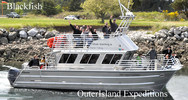 Outer Island blackfishII