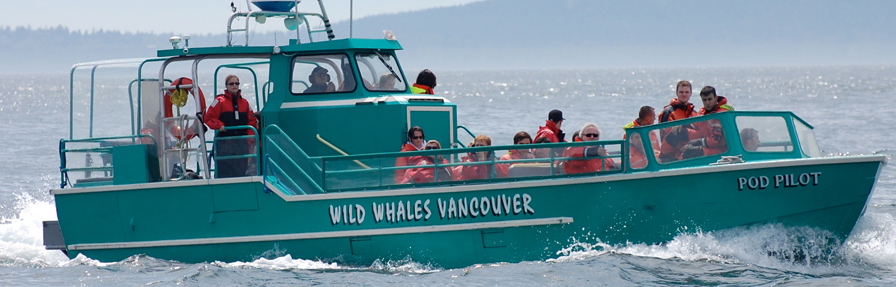 Wild Whales Pod Pilot 