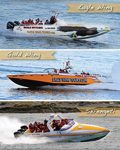 eagle-wing-tours-boats