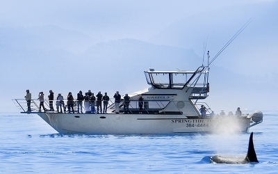 springtide whales ocean-cruiser-marauder-iv-and-orca-whale