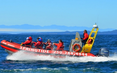 springtide whales victoria-whale-watching-zodiac-side