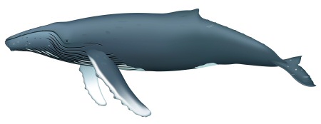 humpback