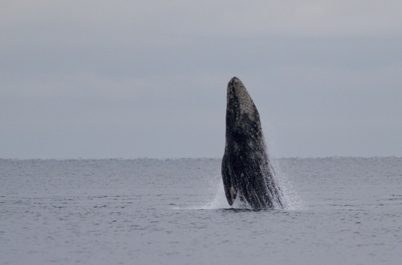 Island Adventures Craig Smith Picture 33