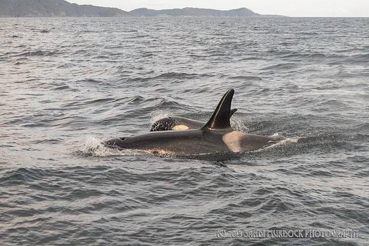 Northerns Off Sooke Sandi Murdock 110813 Aboard Maya 1424304 10201888770453465 1130625271 n