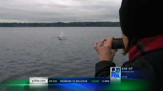 PWWA Media STILL MJ Whales Q13 040513 LANwide