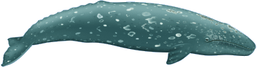 gray-whale-med