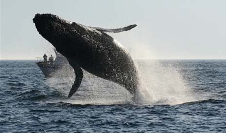 humpback breaching SJOutfitters