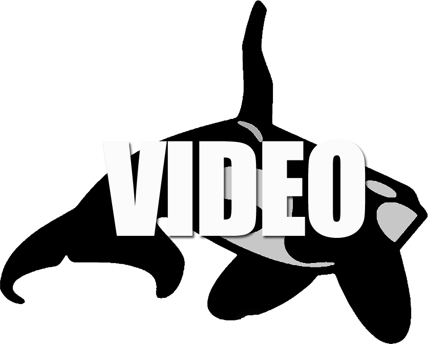 orca VIDEO