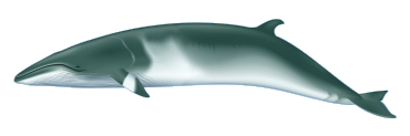 minke-whale-med
